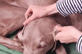 create ugc videos in spanish, specializing in pet care