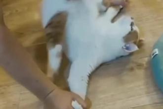 create funny animals videos and shorts video for youtube