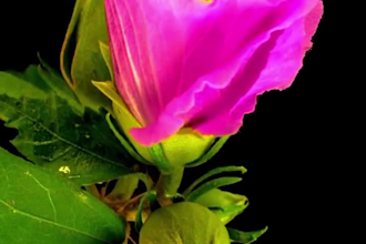 create 3d flower animation, plant animation,3d fashion animation, 3d cgi, flower