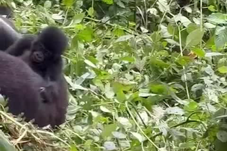 plan your wildlife and gorilla trekking safari itinerary