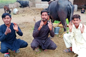 do funny happy birthday video while milking cow