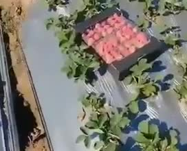 finding strawberry suppliers in egypt