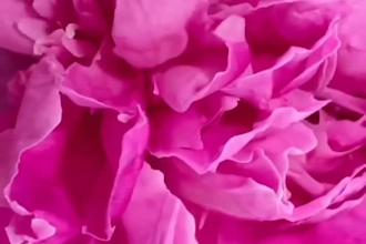 do an immersive 3d flower animation 3d flower modeling 3d fashion design, 3d cgi