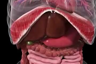 medical animation, 3d medical device explainer, surgery animation, anatomy video