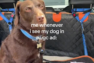 make ugc videos, how to video, product demo with my pet