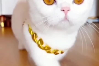 create cute and funny animal compilation videos for you