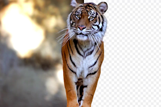 remove background from video