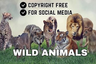 edit wild animals fight videos, animals documentary copyright free youtube video
