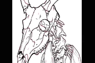 draw animal skull and skeleton for tshirt cover, album, and poster
