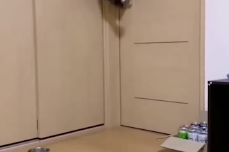 create funny animal compilation videos for youtube, tiktok