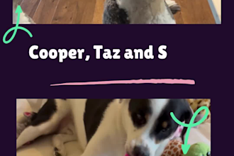 create ugc content for pet products with my 2 dogs
