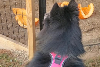 create amazing pet ugc videos with my cat or dog