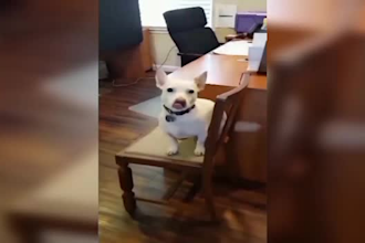 provide you funny animal compilation videos for your channel