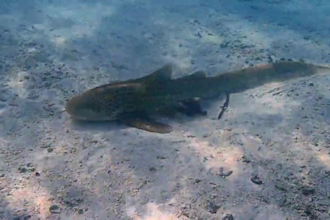 create underwater videos, photos with your brand flag