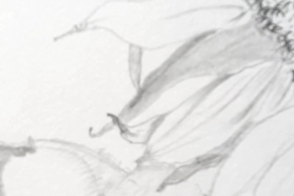 do detailed and precise botanical drawings and illustrations