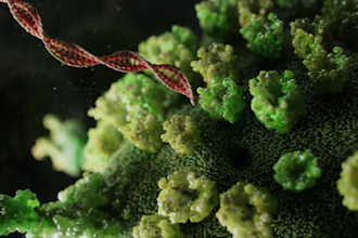 do 3d animation biomedical science medical animation medical illustration moa