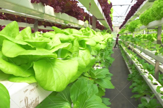 aquaponics and aquaculture projects