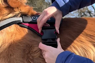 create ugc content with dog, puppy, cats for your pet products or brand