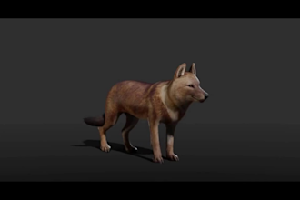 do 3d animal model, 3d animal animation, xgen hair fur texture, animal character