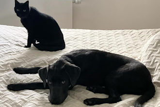 create german ugc dog and cat content for paid ads on instagram and tiktok