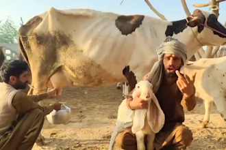 do funny happy birthday video or make funny happy birthday video
