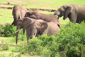 help you track hippopotamus in uganda