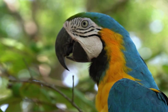nature short videos for travel, guided meditation relaxing nature videos