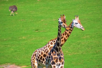 create wildlife animals video, wild animal documentary video for youtube in 24hr