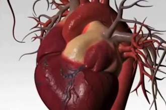 create 3d anatomy medical animation,medical illustration,medical explainer