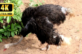 create animal youtube channel and upload 1 hour 4k ultra HD 30 videos