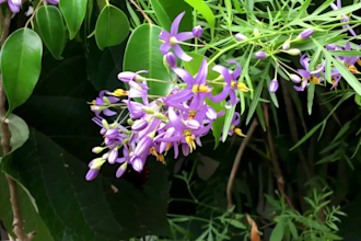 create relaxing meditation music video for you