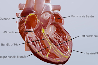 create high end 3d medical device animation for surgery and diagnostic products