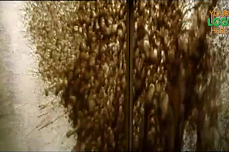 do this funny party commercial short ads video in 12 hrs