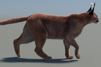 render realistic 3d animal animation, 3d pet design, 3d character rigging, fur