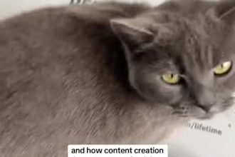 create engaging dog ugc, cat ugc, pet ugc videos for pet brand