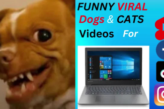 give you copyright free funny cats and dog viral videos for yt  fb tiktok