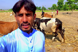 wish happy birthday with cows and sing birthday song