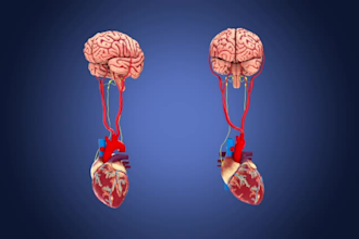 do realistic anatomy 3d modeling, animating, texturing, rendering