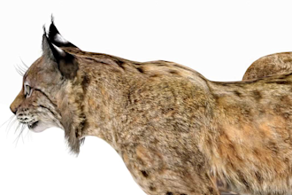 create and rig custom 3d animal model 3d creature for game or film project