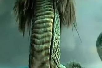 do 3d animal animation, cgi animal model compositing, animal rigging, xgen fur