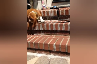 do funny animal short clips