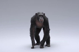 do 3d animal animation, 3d animal design, 3d animal modeling, vfx integration