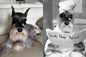 design a unique pet bathroom portrait from your photo