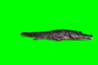 integrate 3d animal model, 3d creature into your film or game project