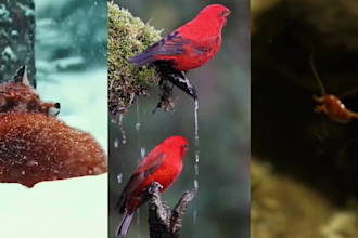 create copyright free wildlife nature shorts for tiktok creativity program