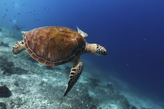 create a stunning short film from your marine or scuba diving footage