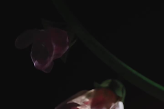 do 3d flower animation plant animation plant model flower model 3d cgi animation