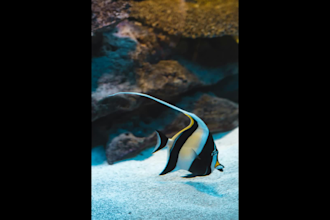 create a full HD slideshow
