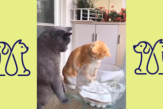 create free copyright  monetize funny video for youtube and facebook