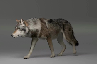 do cgi animal animation, 3d animal model, 3d animal rigging, 3d character design